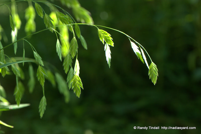 50 INLAND SEA OATS SEEDS - Chasmanthium Latifolium - Self Seeds - 312601249029