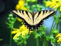 fritillary