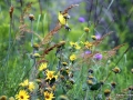 goldfinch-rockbridge1b