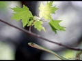 kdw-greensnaken-ip