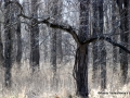 _DSC0035