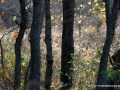 _DSC0078
