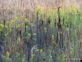 _DSC0193