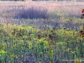 _DSC0239
