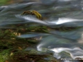 _DSC0242
