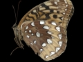 ButterflyScan062912