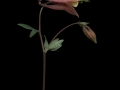 Columbine_scan081