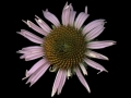 Coneflowe_6-23-12