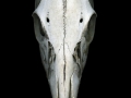 DeerSkull057