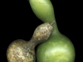 Gourdsscan047