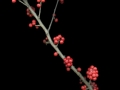 Hollyscan033