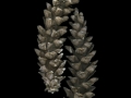 Pinecones_scan055