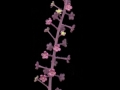 PokeweedFruits7