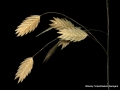 RiverOats3