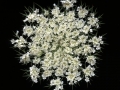 Wildcarrot2