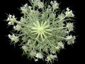 Wildcarrot_6-23-12