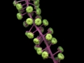 pokeweed3