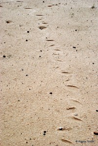 Snake trail in the sand