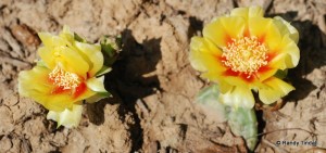 Opuntia flowers in our backyard
