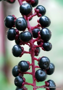 Pokeweed berries