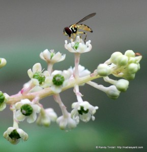 Pollinator fly on Pokeweed flower