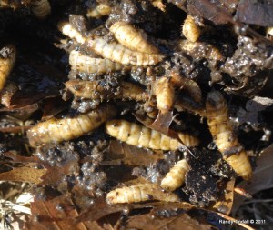 Unidentified organisms in compost pile