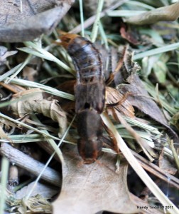Rove beetle near compost pile