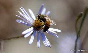 Honey Bee on Sky Blue Aster