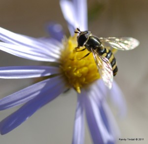 American Hover Fly (Eupeodes americanus) on Sky Blue Aster (Symphyotrichum oolentangiense (Riddell))
