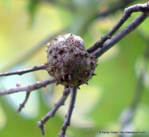 Horned Oak Gall Caused by Cynipid Wasp (Callirhytis cornigera)
