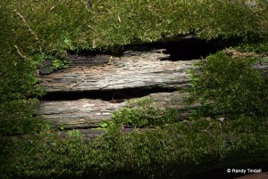 Rotting log with lichens