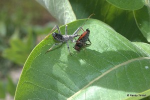Assassin Bug munching Milkweed Bug (Oncopeltus fasciatus)