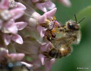 Bee on Common Milkweed