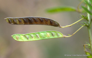 Seedpods of Partridge Pea (Chamaecrista fasciculata)
