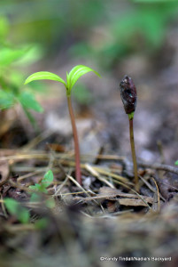 Persimmon Seedlings