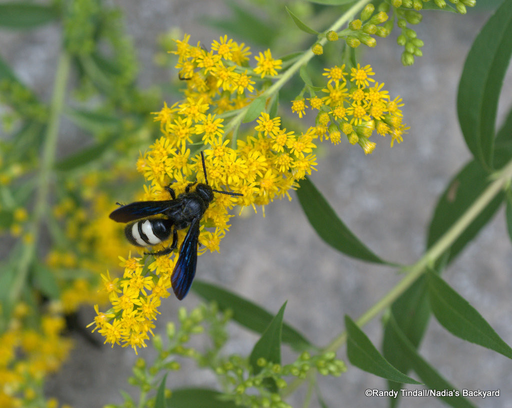 Solidago speciosa, Scolia bicincta (showy goldenrod with double-banded scolid wasp)