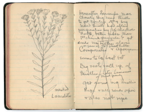 Thomas Edison's notebook with goldenrod drawing
