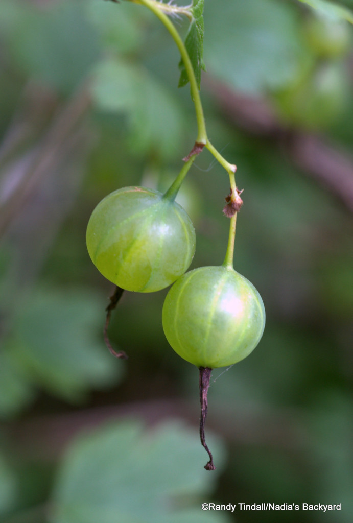 Gooseberries (Ribes missouriense)