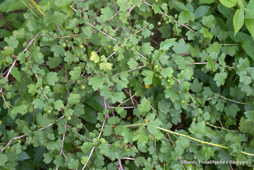 Gooseberry bush (Ribes missouriense)