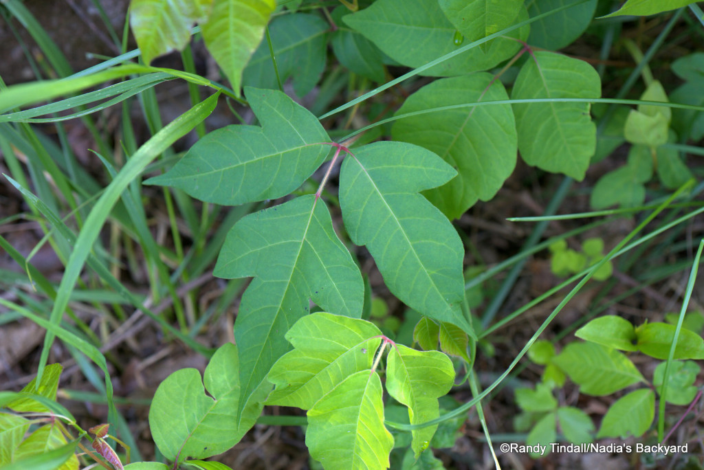 Poison Ivy leaf, showing characteristic  three leaflets.