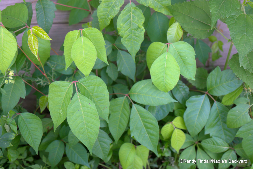 Poison Ivy in our Backyard (Toxicodendron radicans)